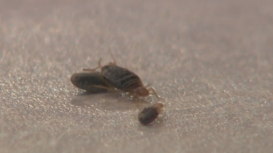 New Law Forces Landlords To Notify Tenants Of Bed Bug Infestations In NY