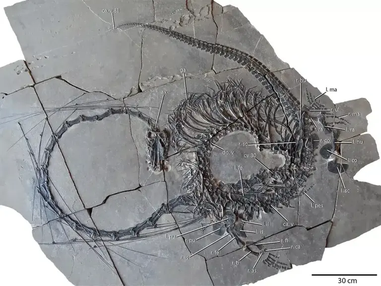 Un dragon vieux de 240 millions d’années découvert en Chine : une trouvaille paléontologique exceptionnelle