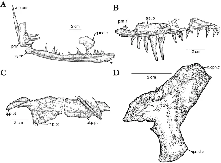 Un dragon vieux de 240 millions d’années découvert en Chine : une trouvaille paléontologique exceptionnelle