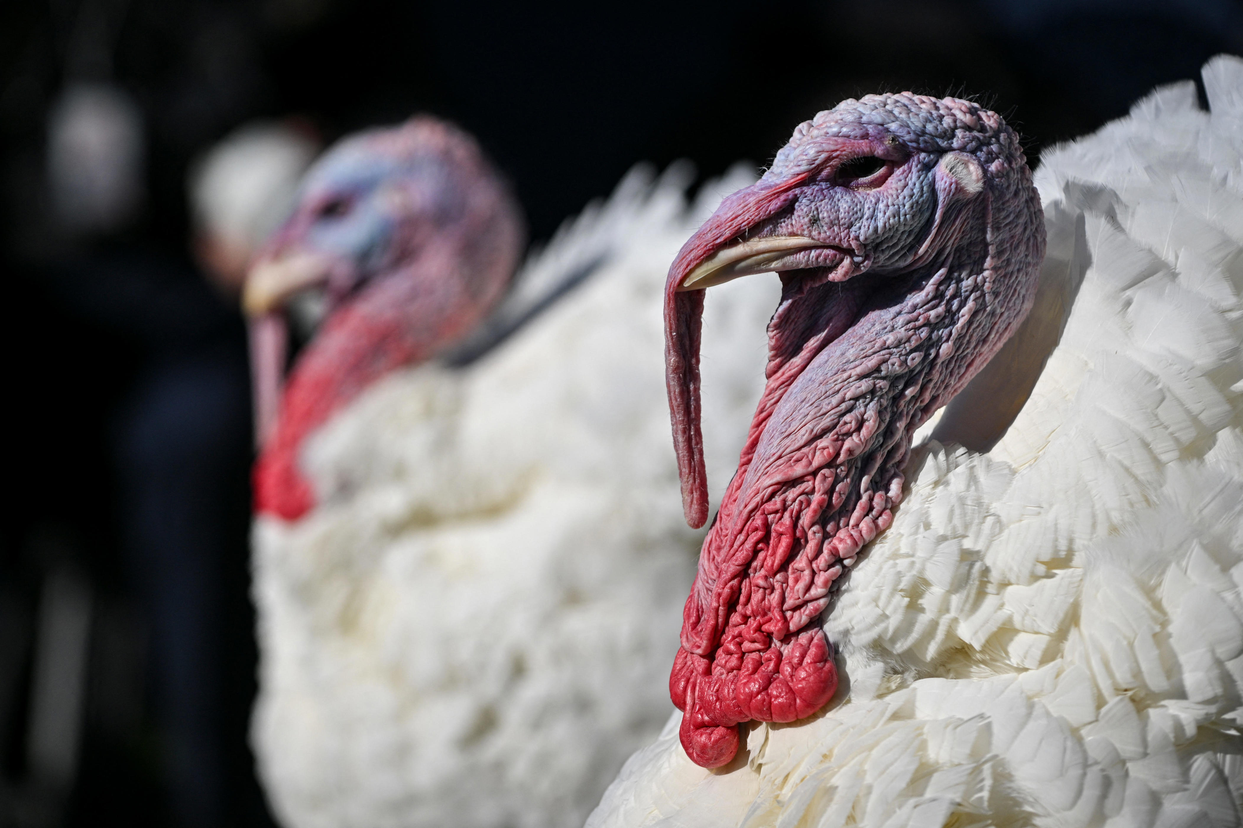 Who was the first president to pardon a turkey? History of the unusual ...
