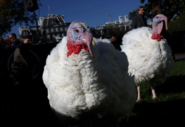 Volunteer on thanksgiving day dc