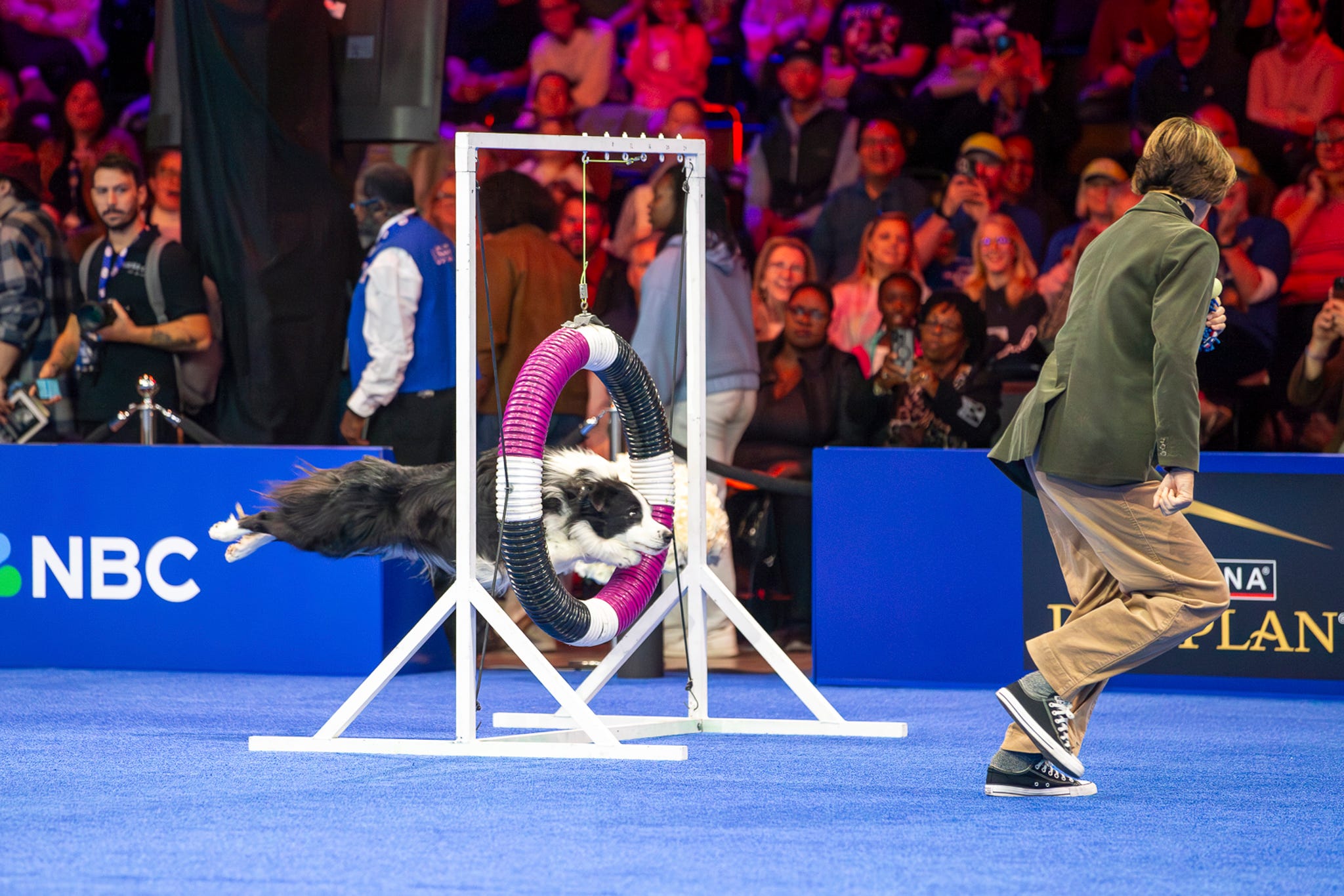 How to watch Thanksgiving Day National Dog Show: Schedule, past winners