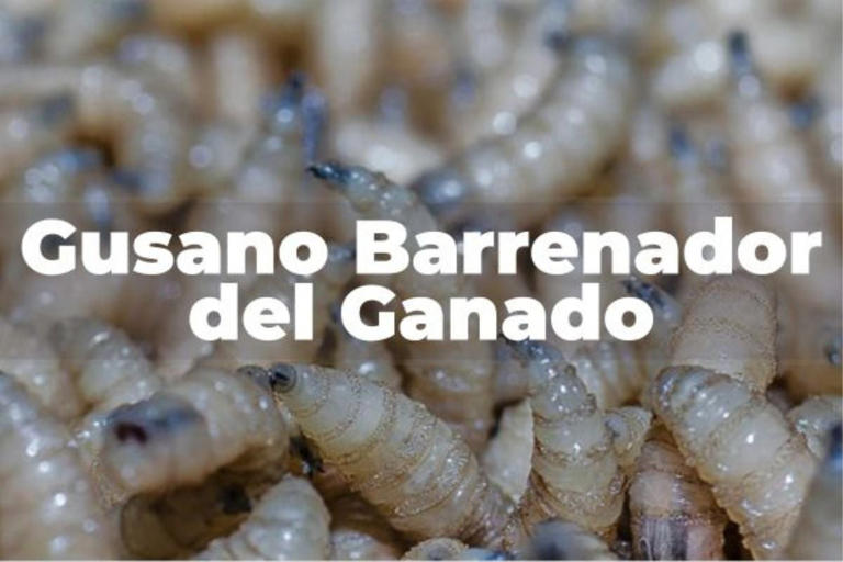 gusano barrenador