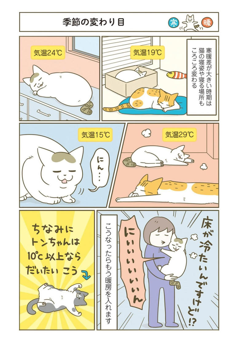 うちの猫がまた変なことしてる。（1～8巻） | Cat's Meow Books