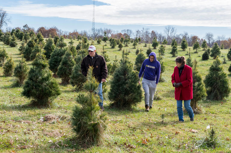 Here's where you can cut down your own Christmas tree in the Evansville ...