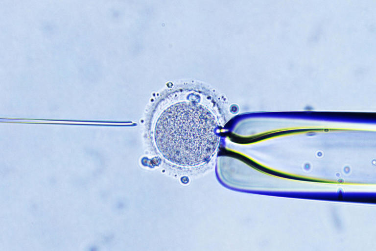 The couples’ unusual situation was caused by an IVF mishap (stock image)