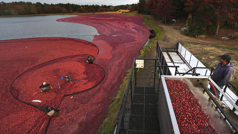 Cranberry Harvest