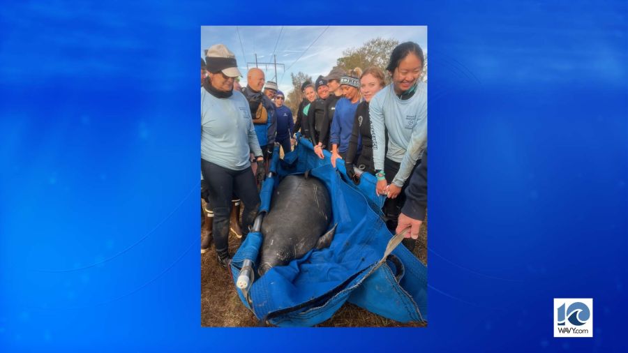 Manatee Rescued In NC After Drop In Temperatures