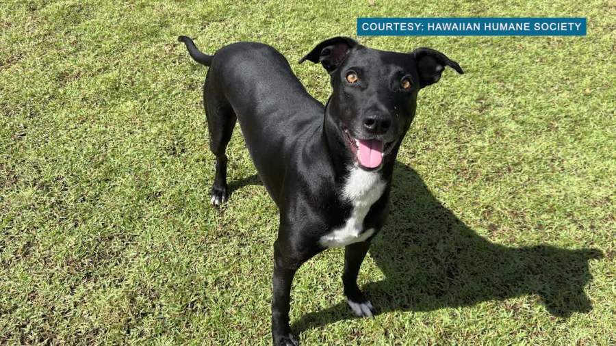 Easy exercise routines for pets of all sizes: A guide for Hawaiʻi’s ...