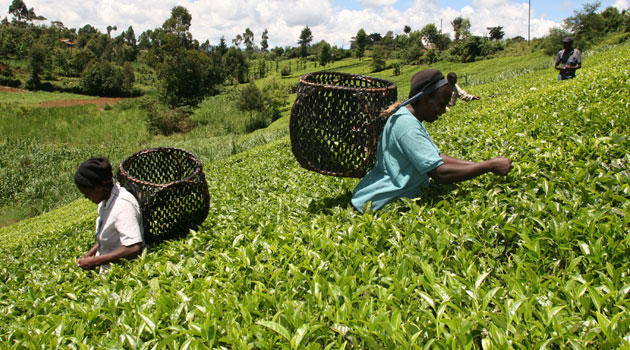 Famers picking tea at a farm in Kenya. PHOTO/FILE.