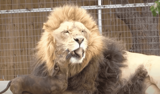 At G.W. Exotic Animal Park, the bond between Bonedigger the lion and Milo the dachshund challenges our understanding of interspecies relationships. This sweet bond extends beyond species and size and showcases the profound connections possible in the animal world.