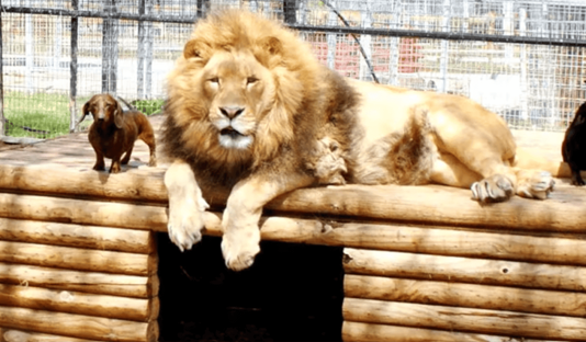 When Bonedigger was just a cub, his path crossed with Milo, an eight-year-old Dachshund. Despite the vast differences a strong, unbreakable bond quickly formed between the 500-pound lion and the small dog.