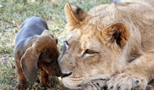 His experience made him uniquely attuned to the needs and bond between Bonedigger and Milo. By hand-rearing Bonedigger and introducing him to Milo, Reinke fostered an environment where this unusual friendship could flourish​​.