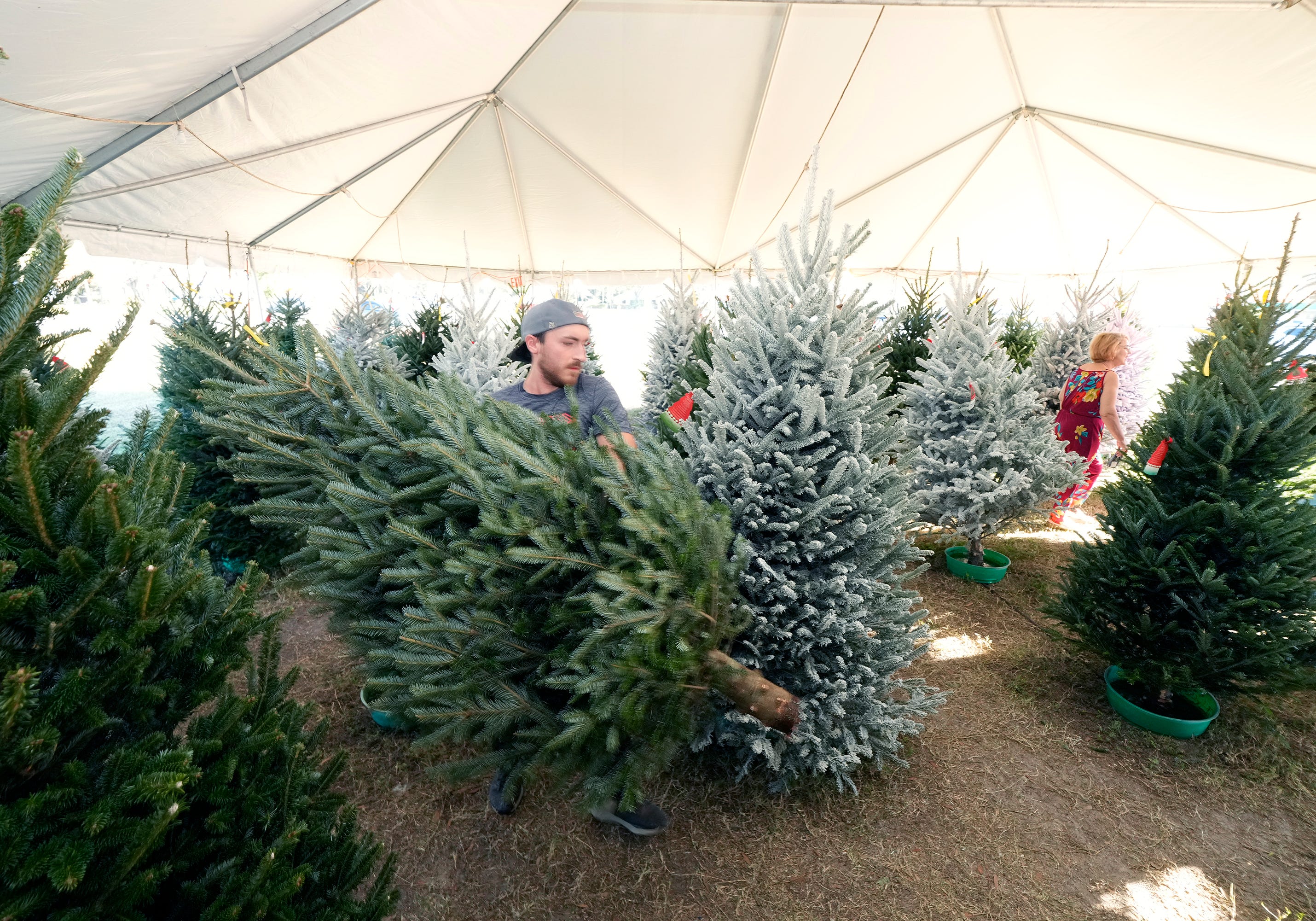 Looking for a real, fresh Christmas tree? Here's where to find one in ...
