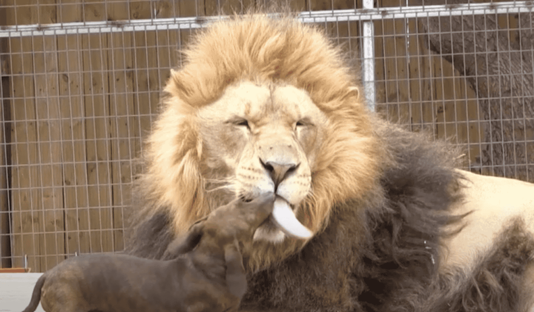 The friendship between Bonedigger the lion and Milo the Dachshund at the G.W. Exotic Animal Park in Oklahoma is a beautiful example of the unexpected and heartwarming bonds that can form in the animal kingdom.