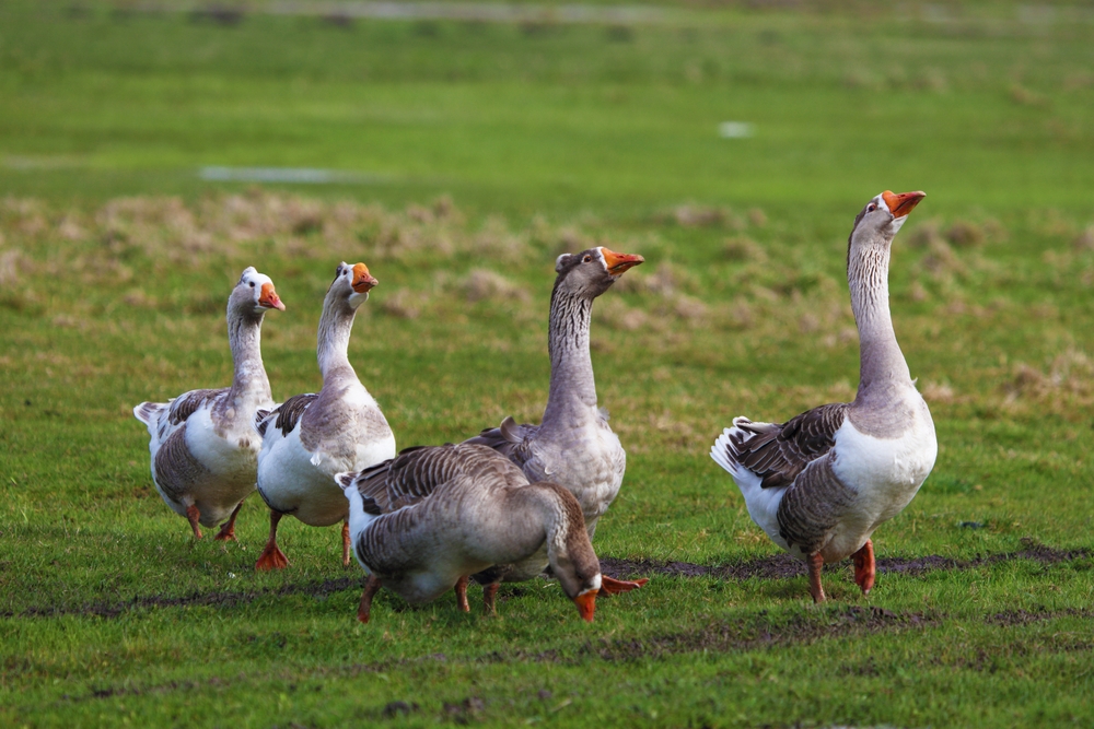 10 AnimalsLed Rescue Missions That Will Leave You Speechless