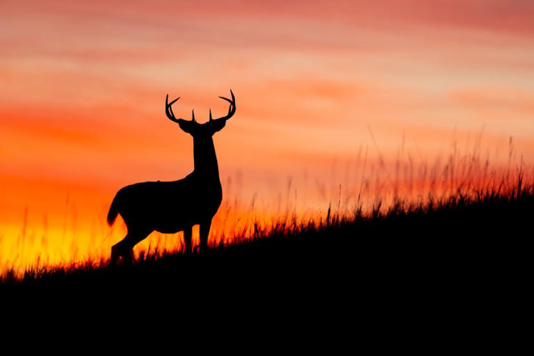 KDWP releases new big game hunting permits