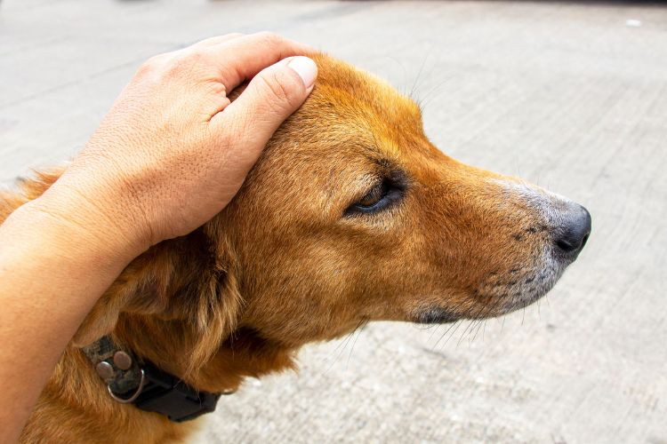 10 unbelievable things dogs can sense before humans ever notice