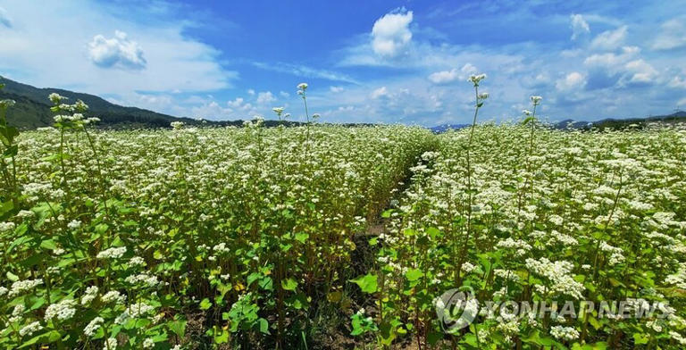 Shin Jong-geun's 'k-liqueur' Story: Buckwheat Liquors