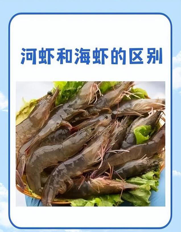 河虾与海虾的区别，究竟有什么不同？哪种营养好？