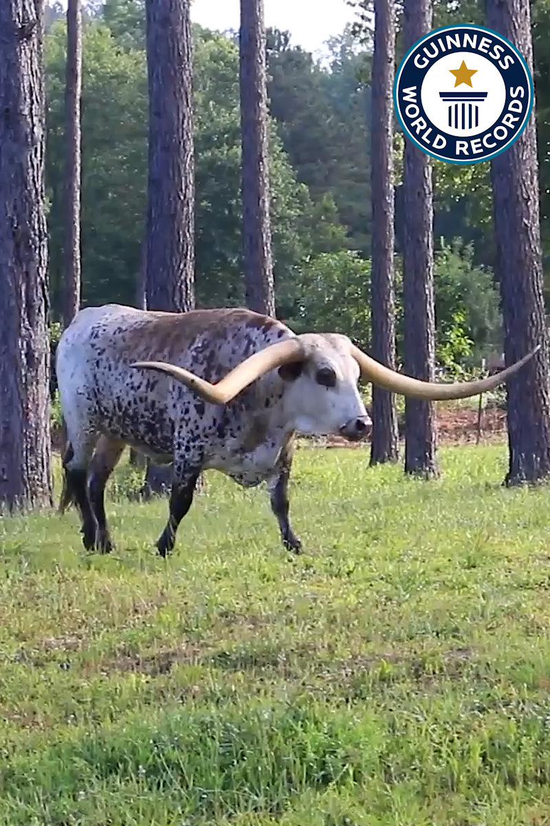 conhe-a-poncho-via-o-longhorn-do-texas-com-chifres-que-quebram-recordes