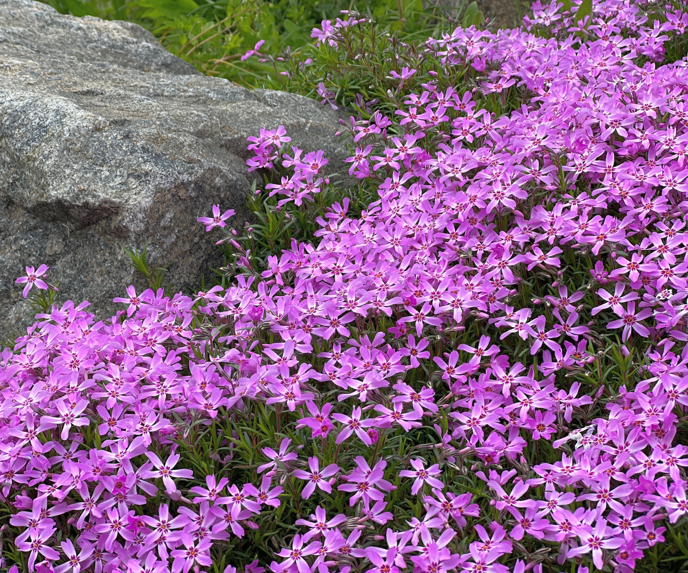 Creeping phlox