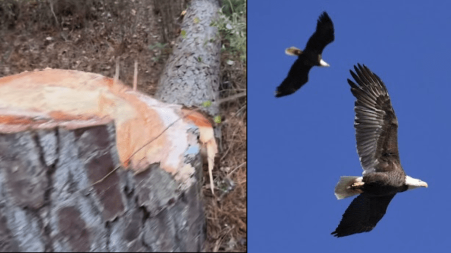 Auburn Bald Eagle Pair Circling Over Missing Home, Tree And Nest Downed ...