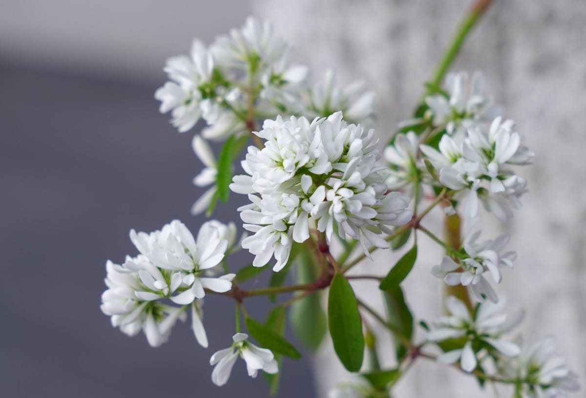 4) Diamond Frost Euphorbia