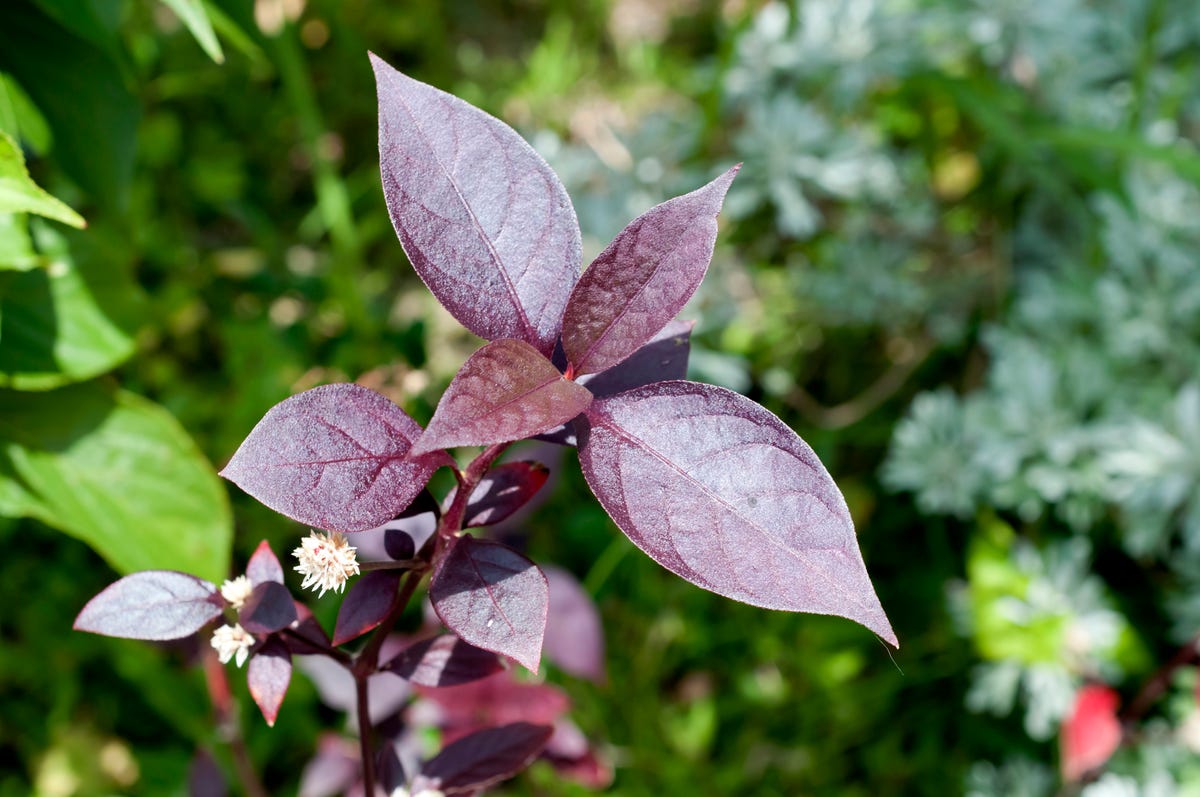 1) Alternanthera
