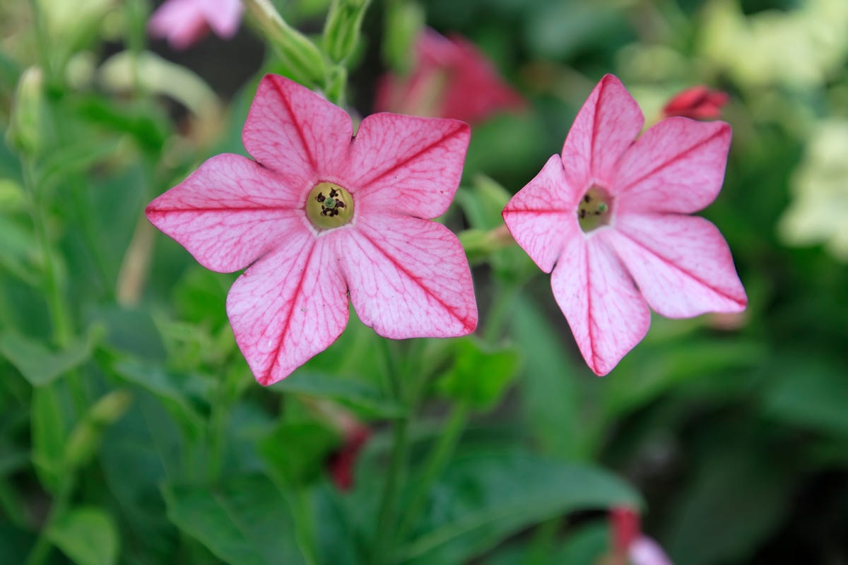 3) Flowering Tobacco