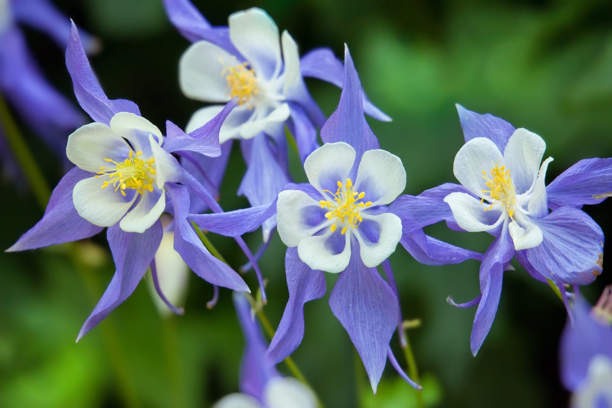 6) Columbine