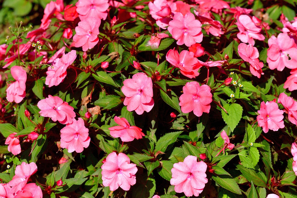 2) SunPatiens