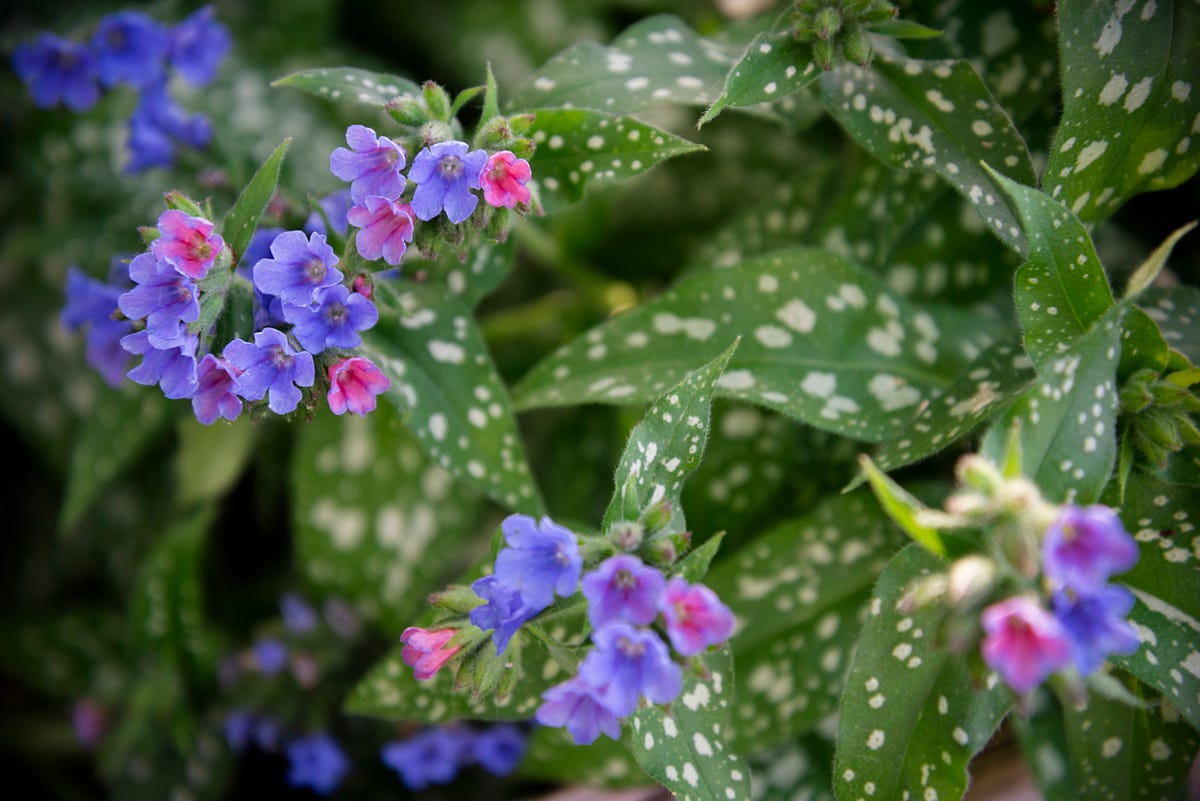 7) Lungwort