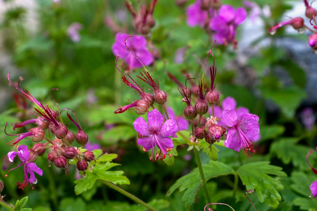 8) Bigroot Geranium