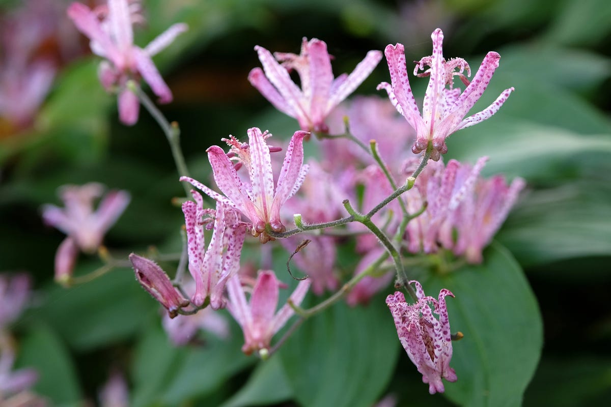 5) Toad Lily