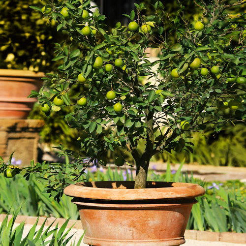 How to grow a lime tree in a pot – 4 things to get right for healthy ...