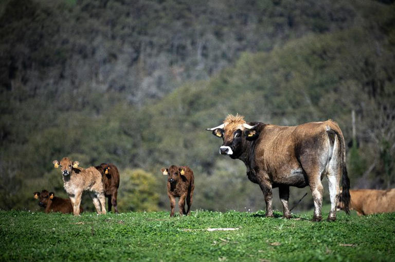 Una vaca Aubrac y sus terneros pastan en un prado