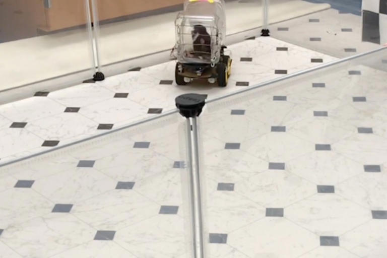 Scientists teach rats to drive tiny cars and ‘unexpectedly’ discover ...