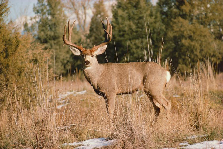 More than 82K deer harvested in Illinois 2024 firearm deer season