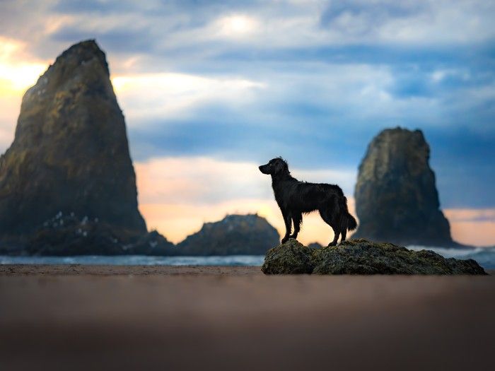 B.C. Pet Photographer's Labour Of Love Leads To International Award: 'I ...