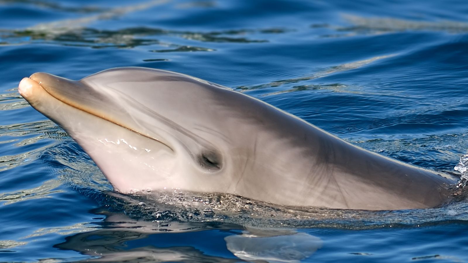 Dolphin In The Baltic Sea Has Been Talking To Himself — And Researchers ...