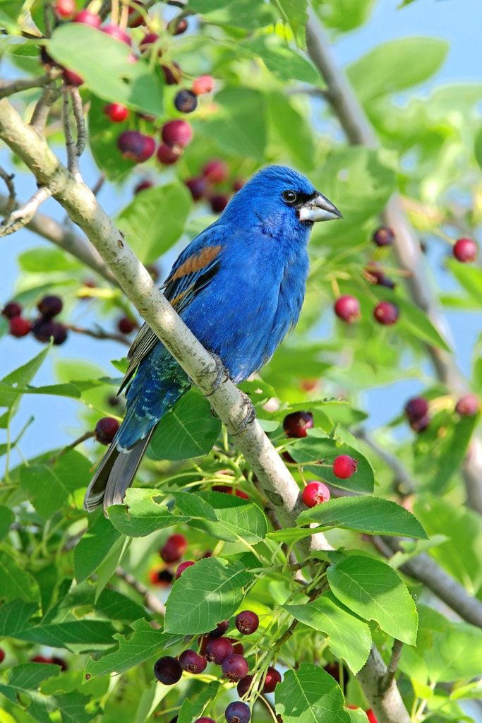 Get to Know the Gorgeous Blue Grosbeak