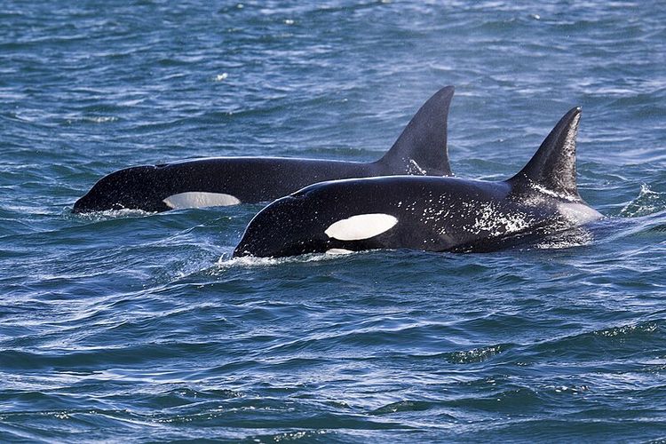 Kenali Orca, Mamalia Laut yang Menghiasi Perairan Indonesia dan Kutub
