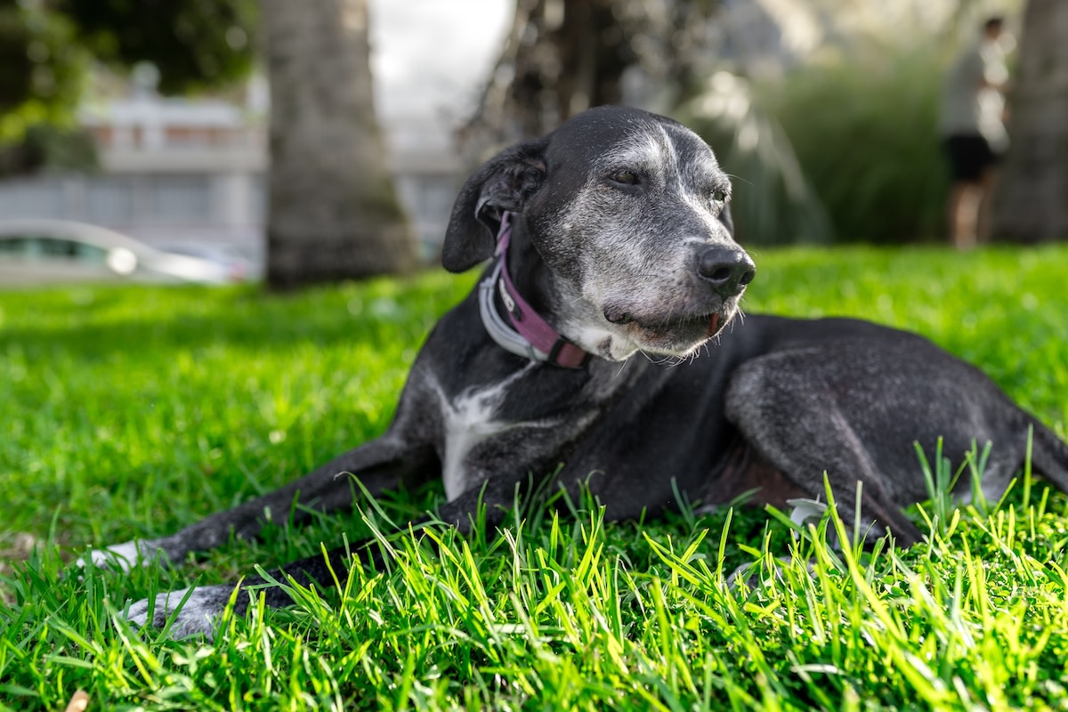Vet Shares 5 Red Flags Pet Parents Shouldn't Ignore in Their Senior Pets