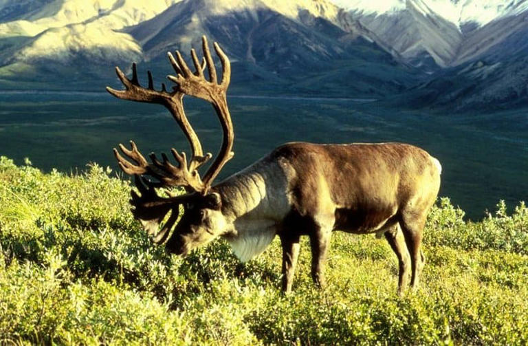 From Ice Age to Modern Day: How Reindeer Thrive in Extreme Cold