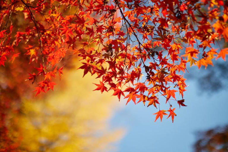 Iowa DNR recommends planting trees other than maple next spring