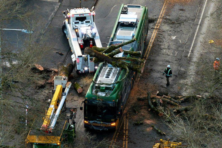 A drone view of crews working to remove a fallen tree from a bus after a powerful storm hit wreaking havoc on road travel, in Seattle, Washington, Nov. 20, 2024.