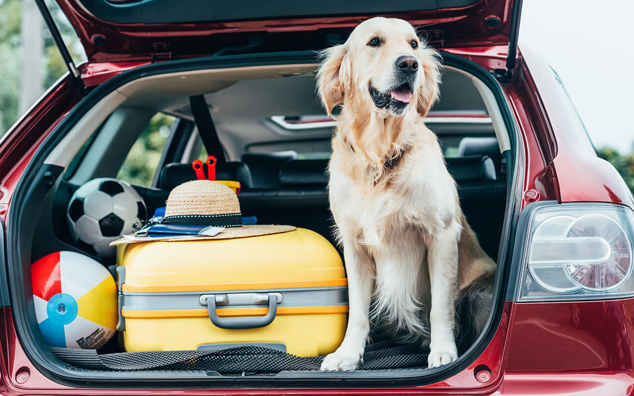 20 most dog-friendly travel destinations<br><br>
