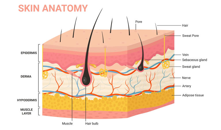 Butterfly disease: A disorder that makes skin as delicate as butterfly ...