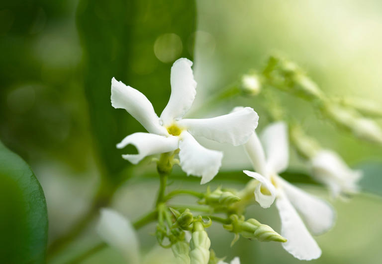 Primer plano de la flor de jazmín estrella, trachelospermum jasminoides